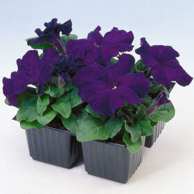Petunia Limbo GP Blue F1 Seed A20222978
