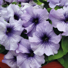 Petunia Limbo GP Blue Vein F1 Seed A20222979
