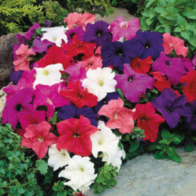 Petunia Limbo GP Mix F1 Seed A20222980