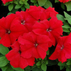 Petunia Limbo GP Red F1 Seed A20222982