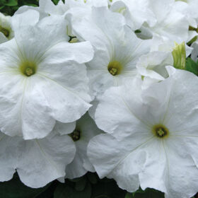 Petunia Limbo GP White F1 Seed A20222983