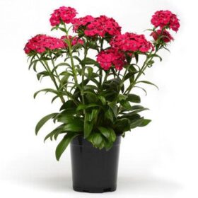 Dianthus Jolt Cherry F1 Seed A20222337