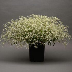 Euphorbia Glamour Seed A20222352