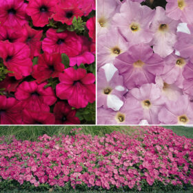 Petunia Wave Classic Collection F1 Seed A20223025