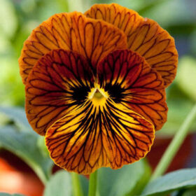 Viola Angel Tiger Eye Red F1 Seed A20222889