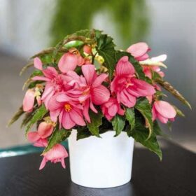 Begonia Funky Pink F1 Seed A20222190