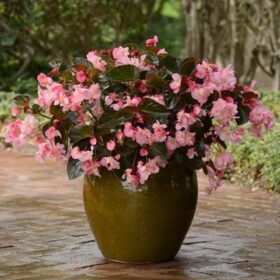 Begonia Megawatt Bronze Leaf Pink F1 Seed A20222196
