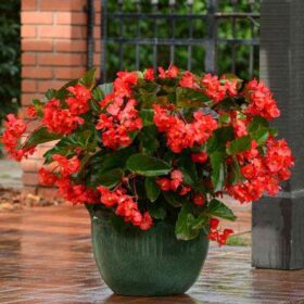 Begonia Megawatt Green Leaf Red F1 Seed A20222199
