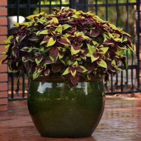 Coleus Pineapple Surprise Seed A20222289