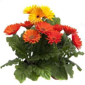 Gerbera Majorette Mix F1 Seed A20222392