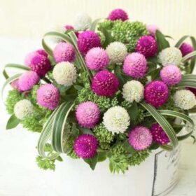 Gomphrena Globe Amaranth Ping Pong Mix Seed A20222397
