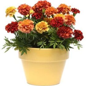 Marigold New World Strawberry Blonde Seed A20222564