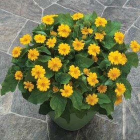 Melampodium Jackpot Gold Seed A20222573