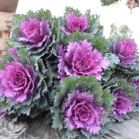 Ornamental Kale Crane Feather Queen F1 Seed A20222475