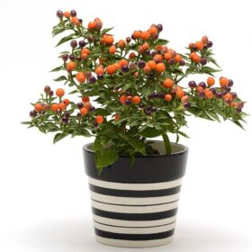 Ornamental Pepper Hot Pops Purple Seed A20222632