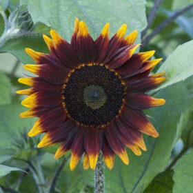 Sunflower Shock-o-Lat F1 Seed A20222807