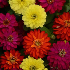 Zinnia Zahara Double Brilliant Mix Seed A20223079