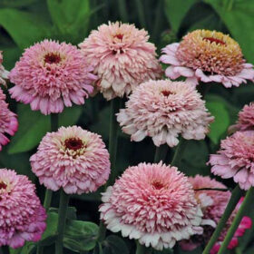 Zinnia Zinderella Lilac Seed A20223097