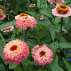 Zinnia Zinderella Peach Seed A20223100