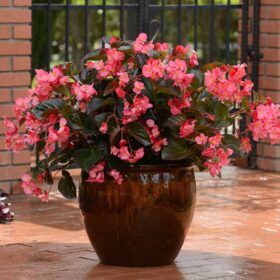 Begonia Megawatt Bronze Leaf Rose F1 Seed A20222214
