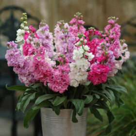 Shop Stock Katz Mix Seed A20222765