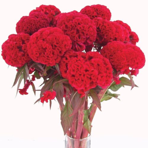 Celosia Chief Red Flame Organic Seed A20222243
