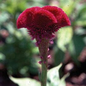 Celosia Chief Scarlet Organic Seed A20222244