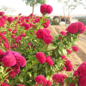 Celosia Chief Dark Rose Organic Seed A20222268