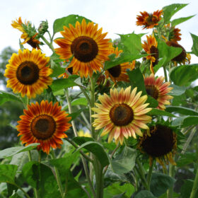 Sunflower Evening Sun Organic Seed A20222781