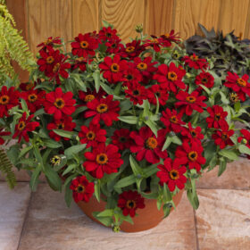 Zinnia Profusion Red Seed A20223067