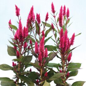 Celosia Asian Garden Seed A20222237