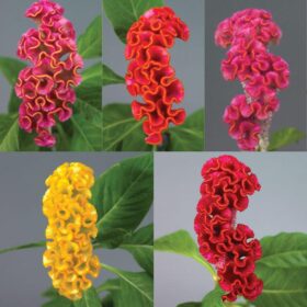 Celosia Neo Mix Seed A20222255