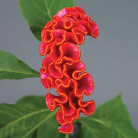 Celosia Neo Orange Seed A20222256