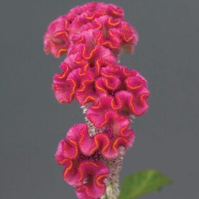 Celosia Neo Pink Seed A20222257