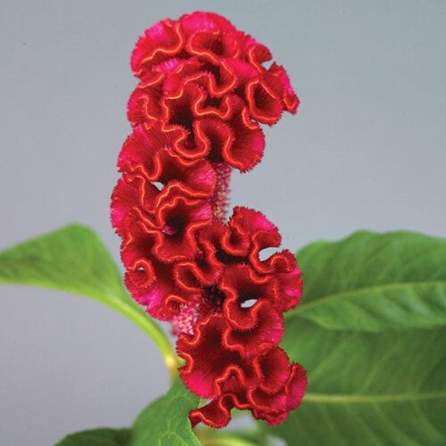 Celosia Neo Red Seed A20222258