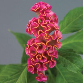 Celosia Neo Rose Seed A20222259
