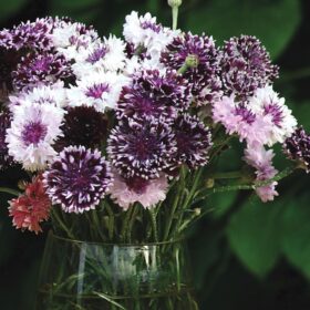 Centaurea Classic Magic Mix Seed A20222276