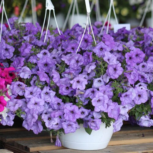 Petunia Evening Scentsation F1 Seed A20222967