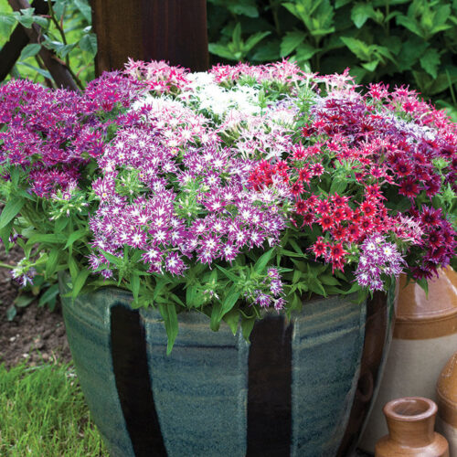 Phlox Popstars Mix F1 Seed A20222687