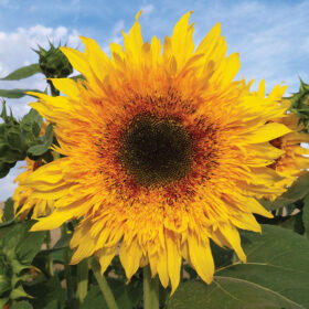 Sunflower Starburst Panache F1 Seed A20222810