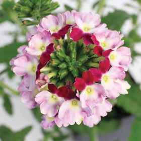 Verbena Obsession? Cascade Twister Violet Seed A20222842