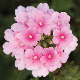 Verbena Obsession? Cascade Pink Shades Seed A20222838
