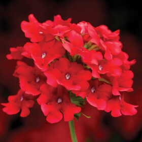 Verbena Obsession? Cascade Scarlet Seed A20222840