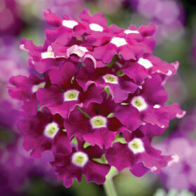 Verbena Obsession? Cascade Purple Shades w/Eye Seed A20222839