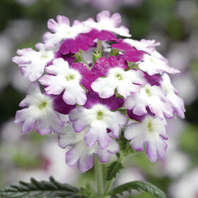 Verbena Obsession Twister Purple Seed A20222836