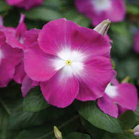 Vinca Mega Bloom Orchid Halo Seed A20222865