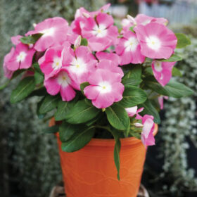 Vinca Mega Bloom Pink Halo Seed A20222866