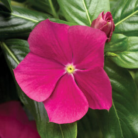 Vinca Cora Cascade Violet F1 Seed A20222857