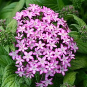 Pentas Glitterati Purple Star F1 Seed A20222621