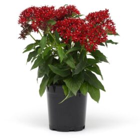 Pentas Lucky Star Dark Red F1 Seed A20222623